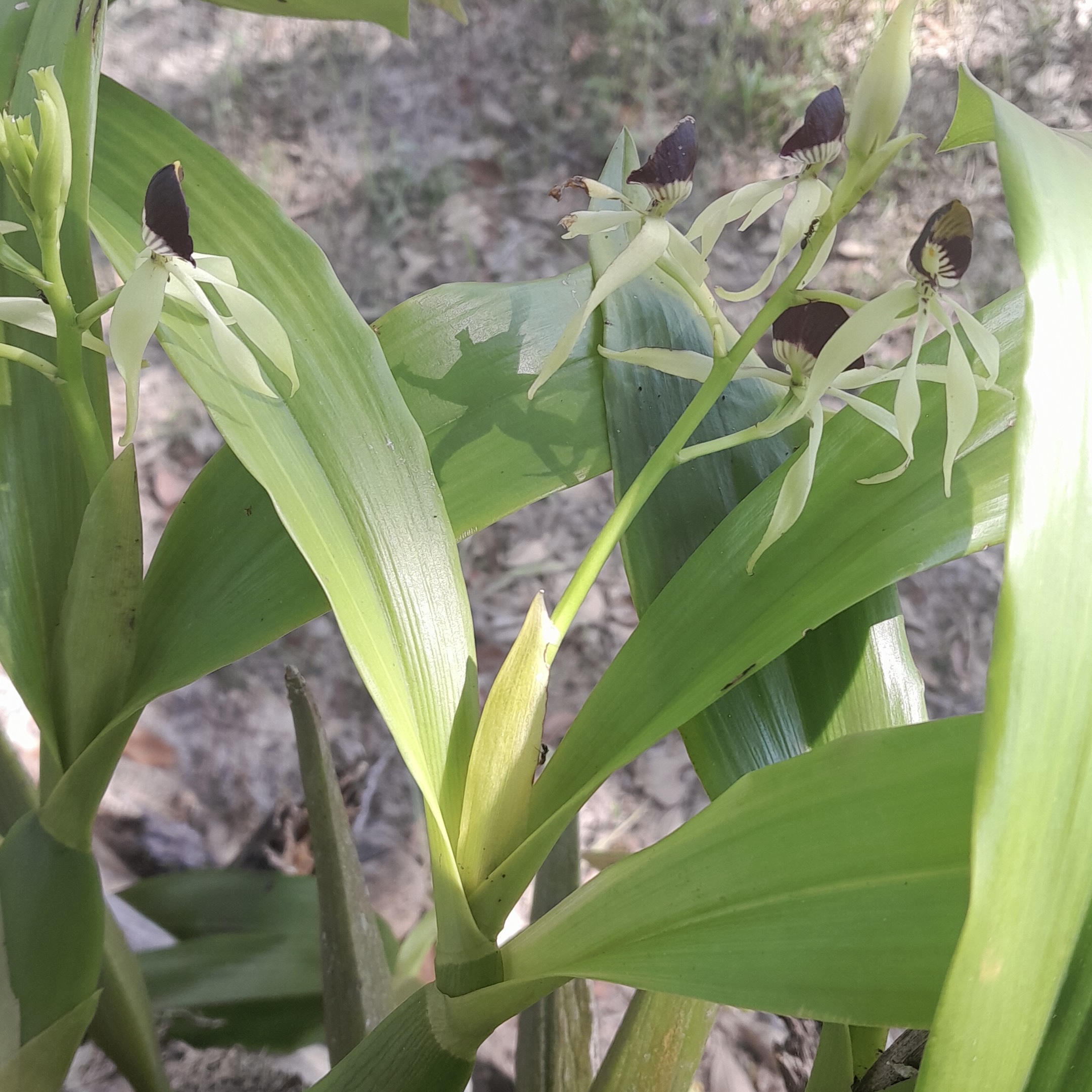 C81D73F9-7CA5-4123-9E61-7529C6F644DD_1_201_a